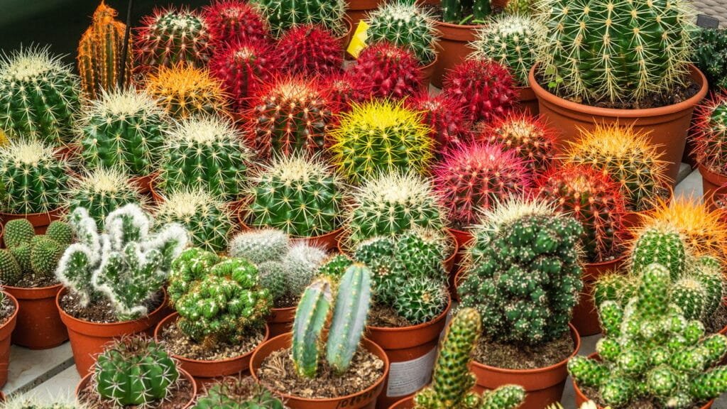 Diversidade de Cactos