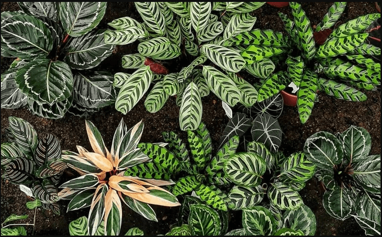 Folhagems de Maranta