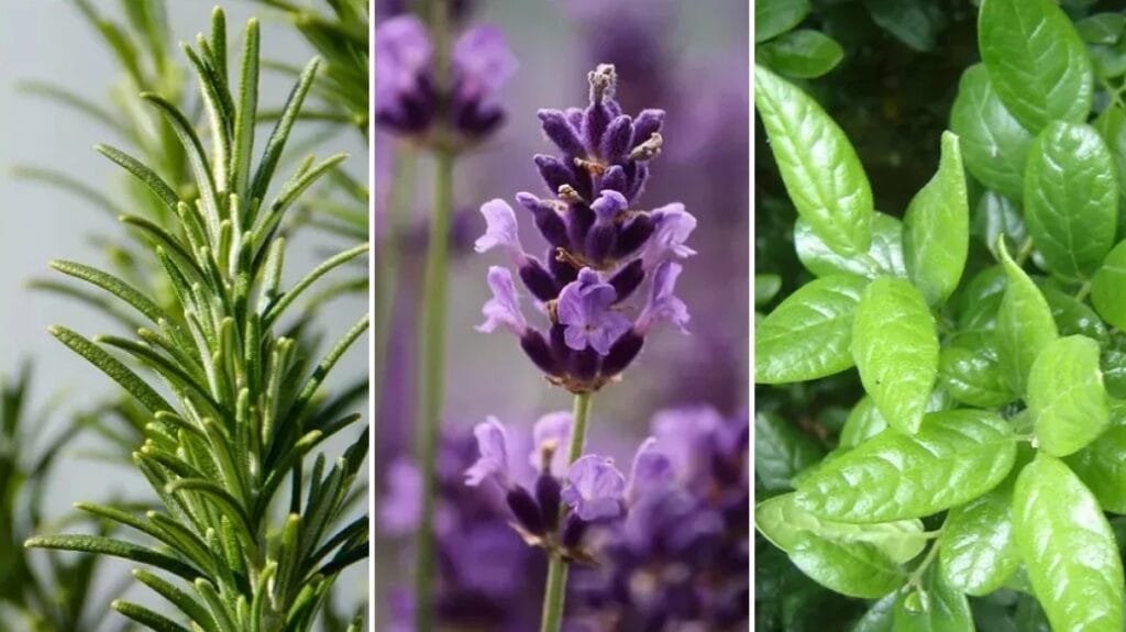 Plantas repelentes para jardinagem e denge - Manjericão, lavanda e alecrin