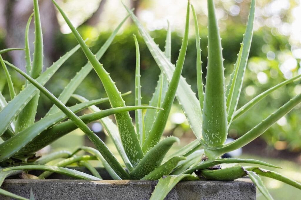 Pés de Aloe Vera, popular babosa